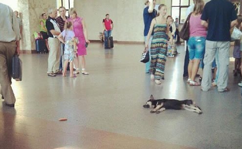 Ljenčina od pseta ne želi ni do komada hrane