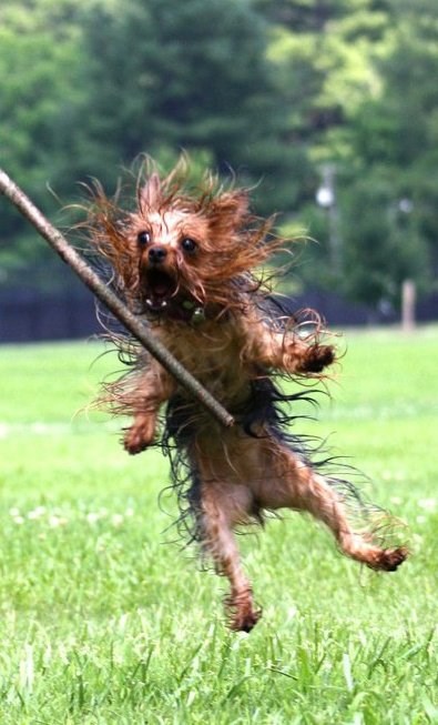 Ovaj džukac se ne zeza kad su u pitanju štapovi