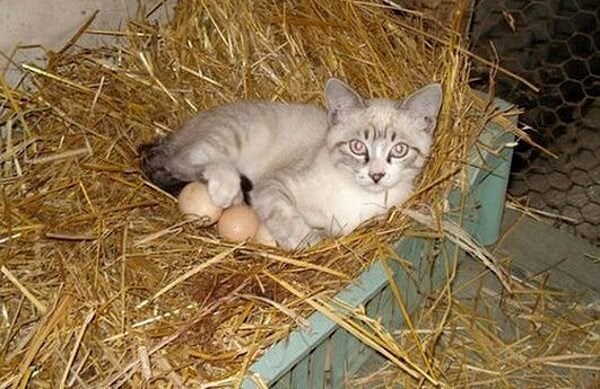 Mačka otišla u poduzetnike - uzgaja vlastitu hranu