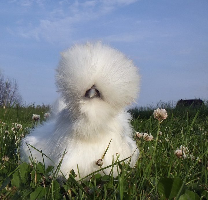 Kokoš glumi maslačak