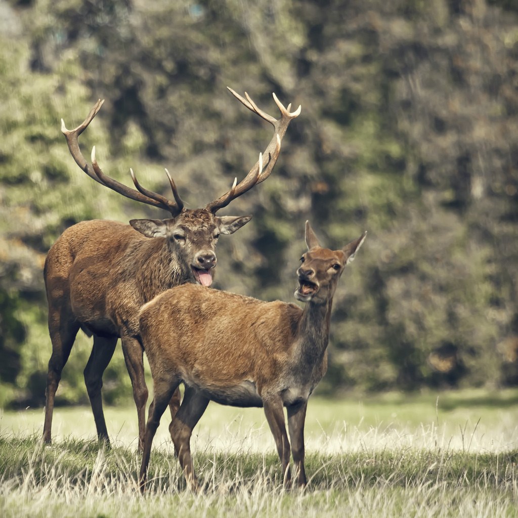 Klasična predigra - on slini, ona glumi da neće