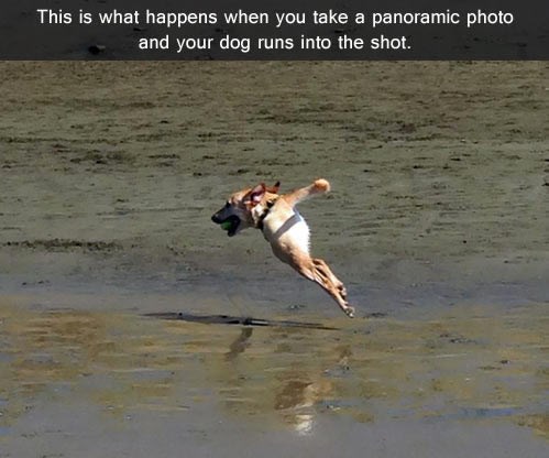 Psu noge i rep rastu iz glave?