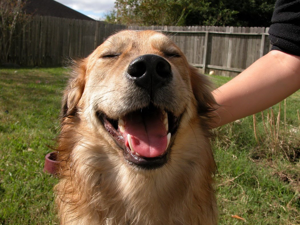 Koliko sreće zbog malo češkanja