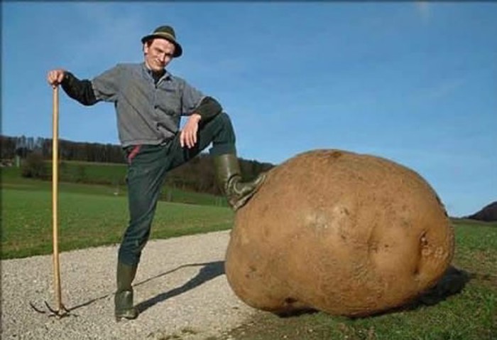 Nije GMO, samo puno muke i znoja:D