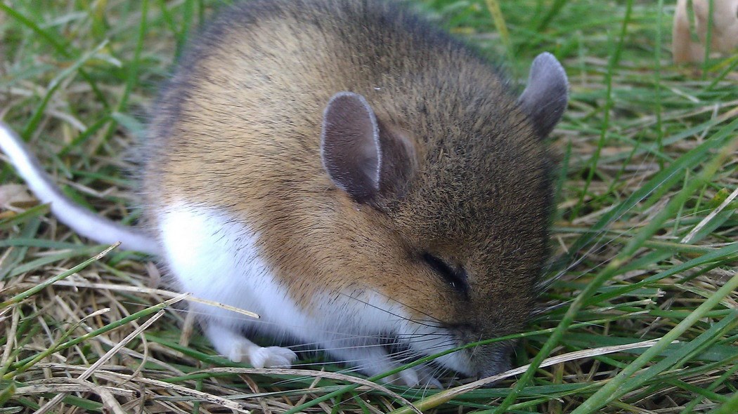 Miš skuplja snagu za pravit kaos