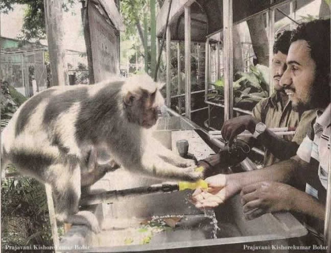 Majmun otvorio vodu dvojici slijepih muškaraca