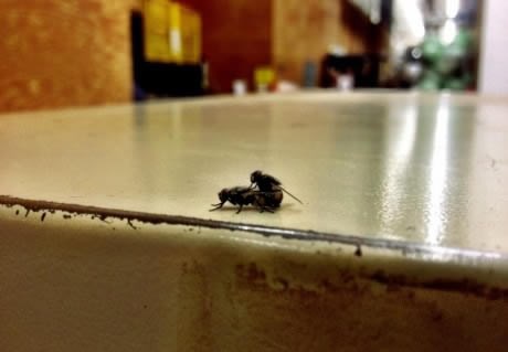 Daj šuti i ne miči se, znam kako ide, gledao sam ih jutros