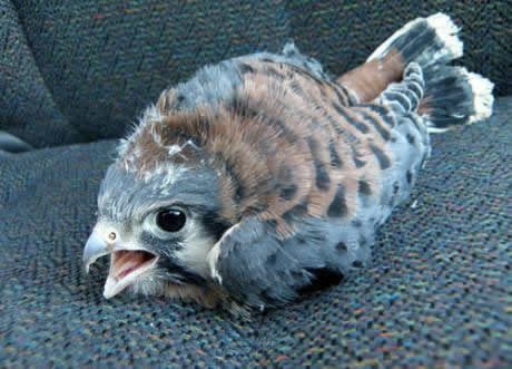 Sokolići liče na Angry Birds