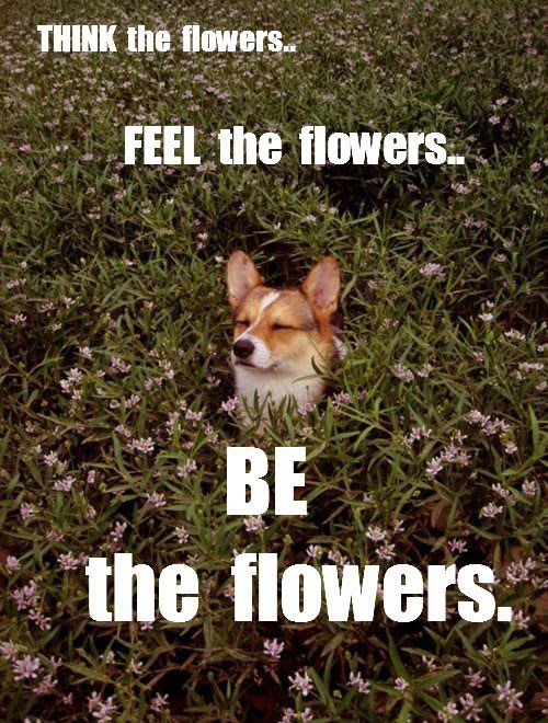 Zen korgi biva jedno s prirodom