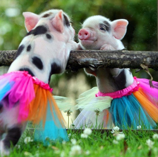 Naučit ću plesati prije nego se ukrmim