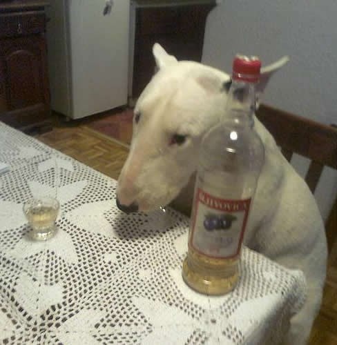 Uvijek te neka kuja u pijanstvo natjera