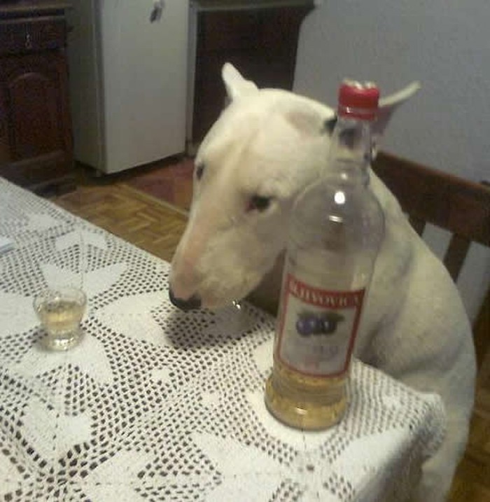 Uvijek te neka kuja u pijanstvo natjera