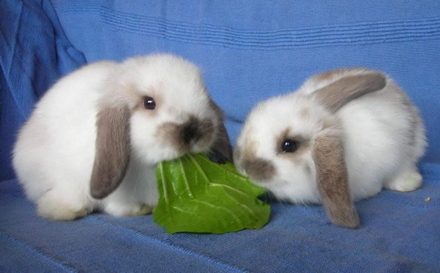 Samo gledanje ovih slatkih žderača snižava krvni tlak