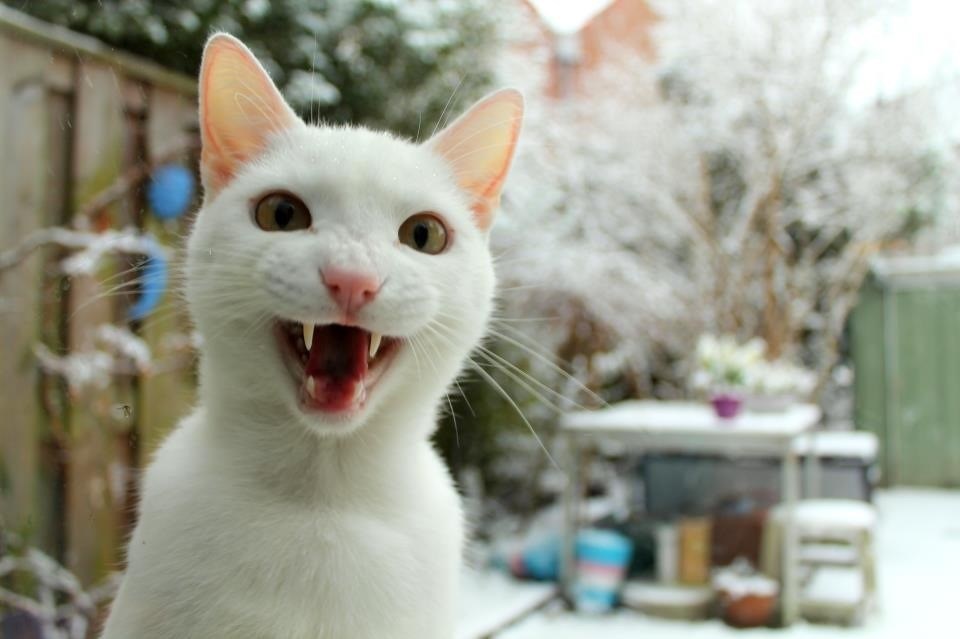 Napijem ti se krvi, Drakula, šišmiše jedem za doručak!