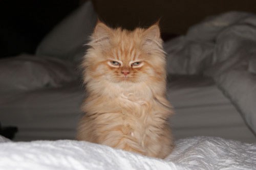 Najmrzovoljnija mačka na svijetu