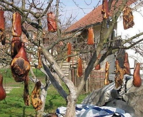 Slavonske jabuke - pršuti i špek rodili pred zimu