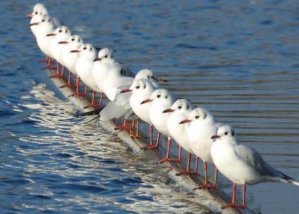 Uvik kontra, takva sorta...