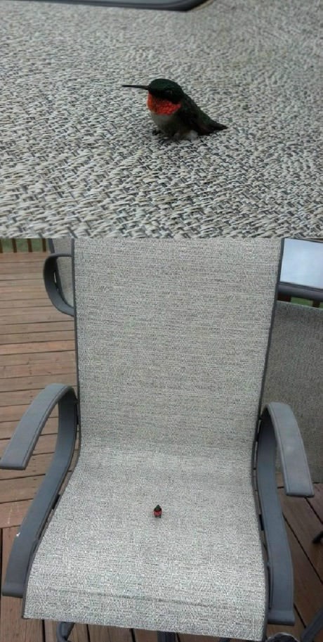 Ma ko bi ga imao srce potjerati dok malo odmara:)