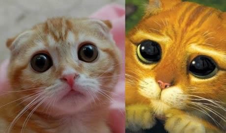 Molećivi mačak ipak postoji!