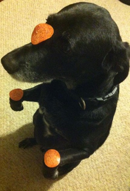 Pas vježba za zen majstora