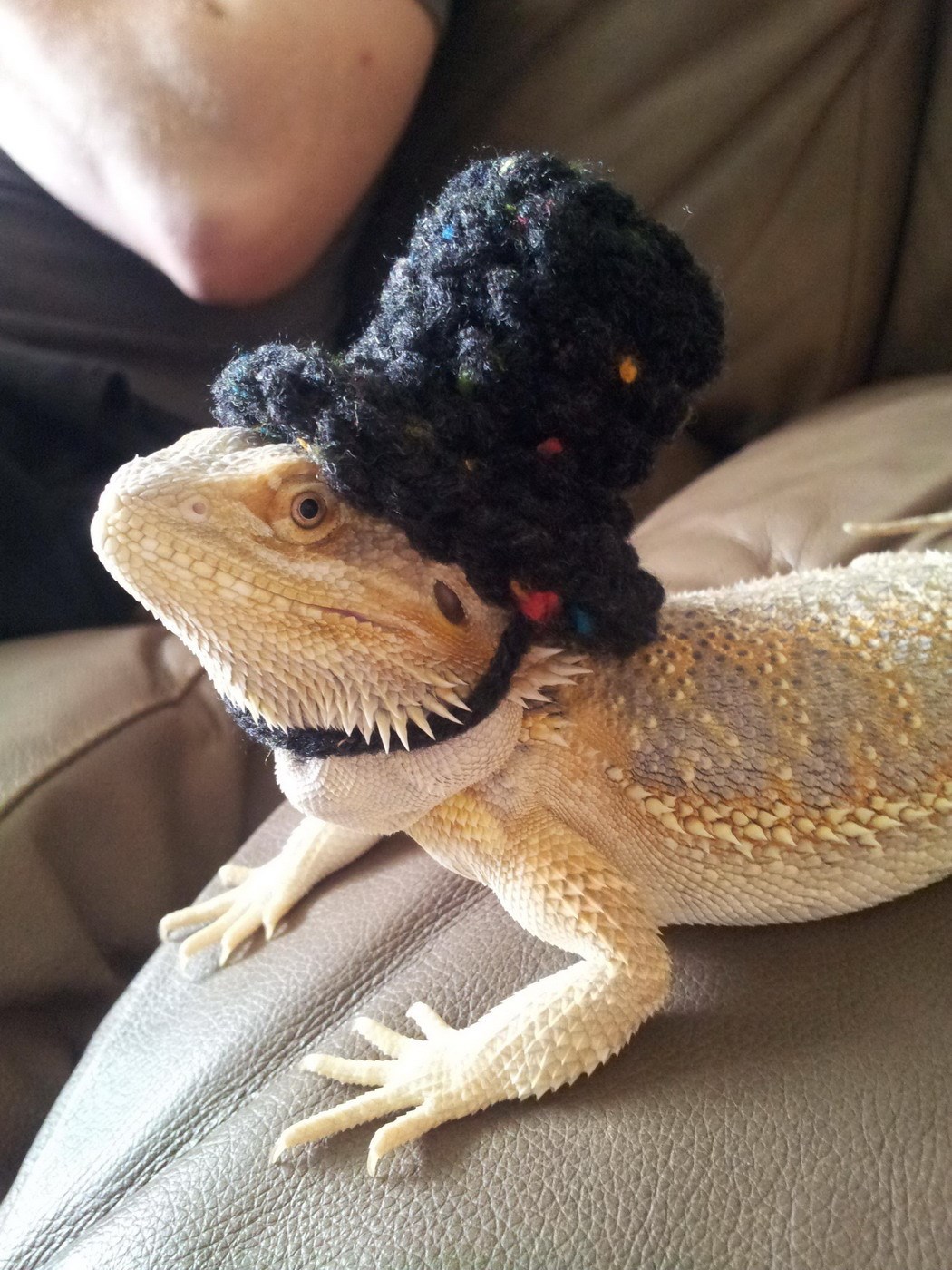 Gospodin Gušter, na usluzi za pravna pitanja i savjetovanje