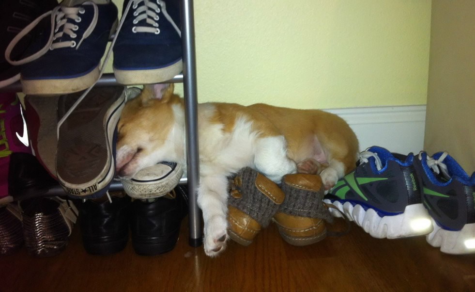 Cijeli dan radiš nered, normalno da zaspiš gdje padneš