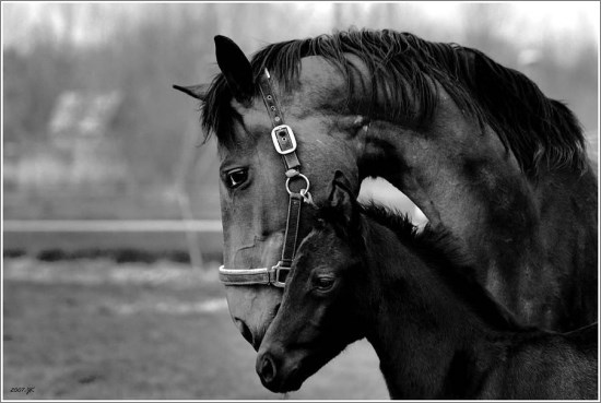 tata i sin u šetnji