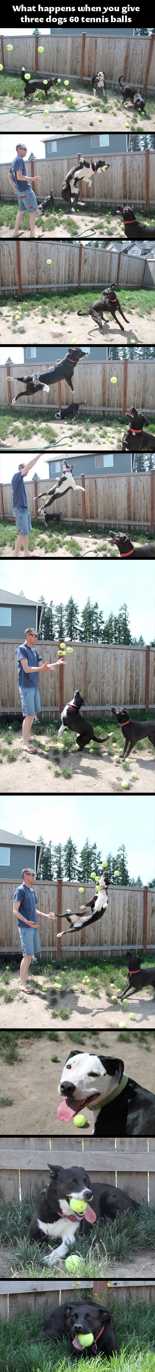 Kad pesima baciš 60 teniskih loptica :D