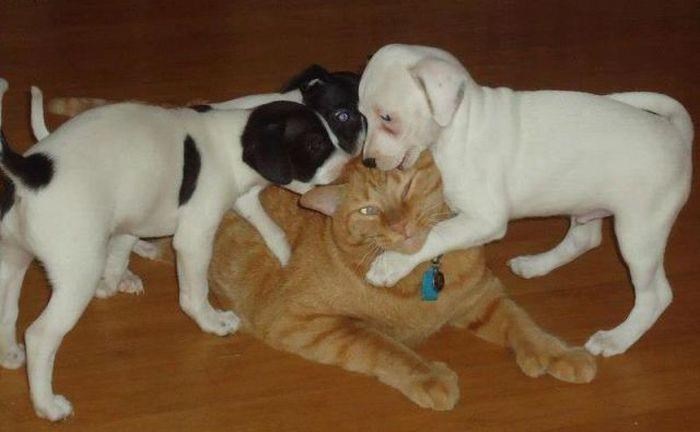 Ovako završava vladavina jedne mačke