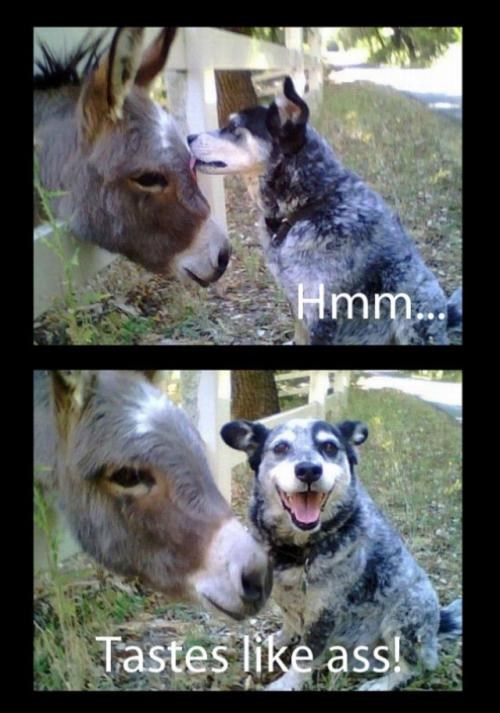 Psić degustator u novoj epizodi otkrio još jedan okus