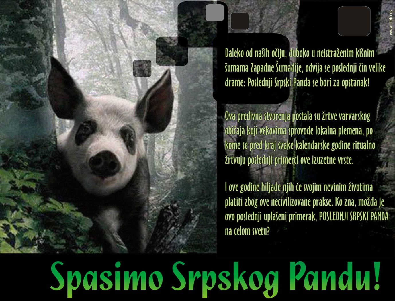 Poslednji srpski panda se bori za opstanak!