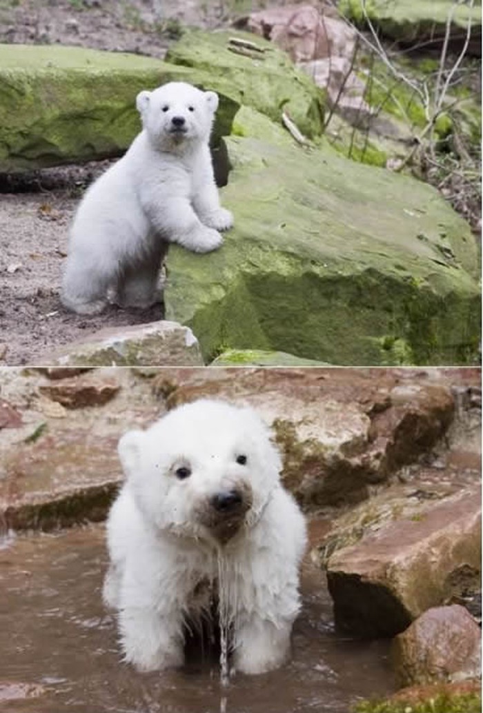Polarni medo osvježenje traži u potoku