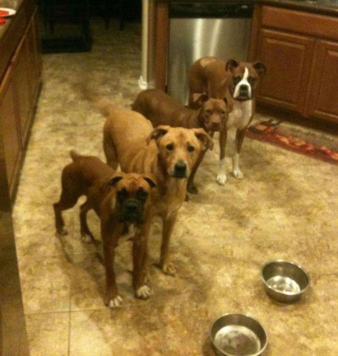 Dvije zdjelice, četiri kandidata, velika glad