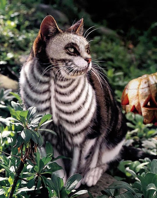 Vještici pobjegla mačka