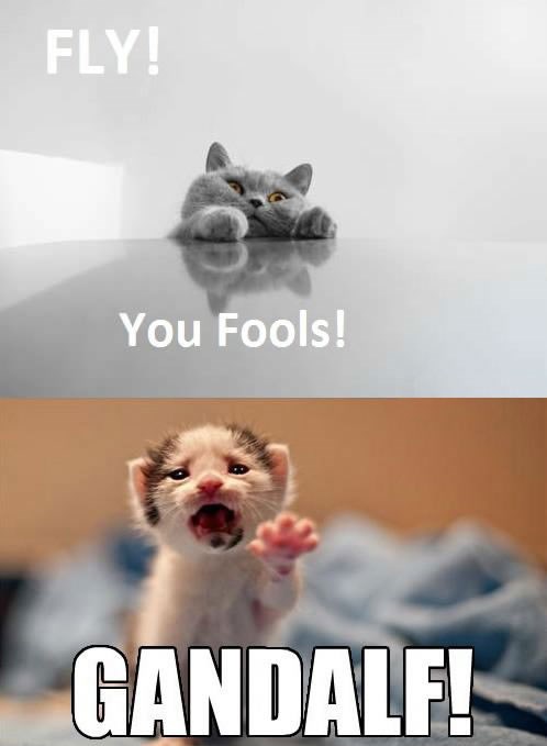 Nema toga što se ne može izraziti mačkama