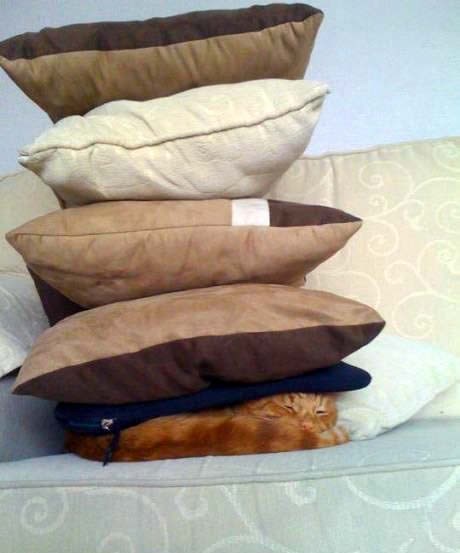 Nema toga šta će spriječit mačketinu da mirno spava