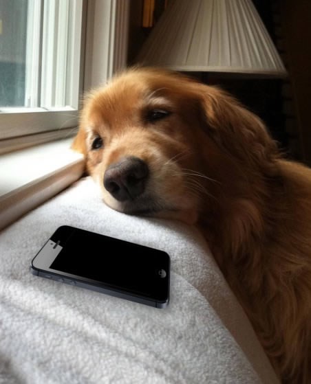 Javio sam da nema više hrane, a gazda i dalje ne odgovara:(