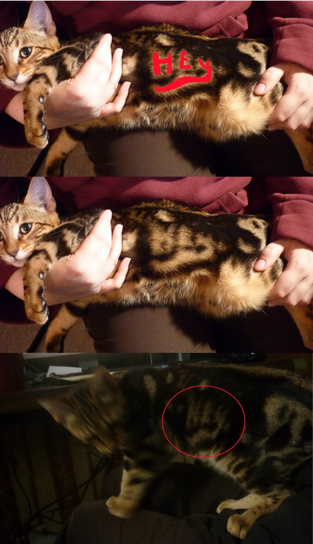 Mačka rođena s natpisom na krznu