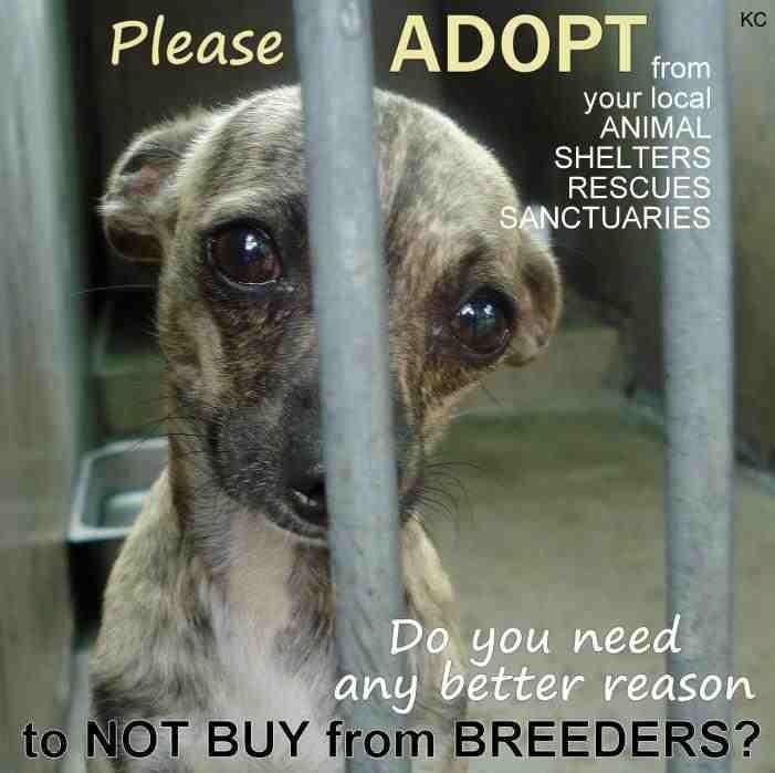 Udomi, ne kupuj! Pruži im šansu i nikad nećeš požaliti