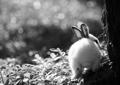 Zec okrenuo dupence i hoda šumom kao da je njegova