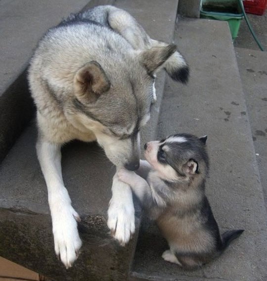Daj kintu stari, vodim je na večeru, pa u kino