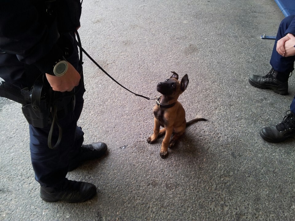 Najnoviji mali pripadnik policijske postrojbe