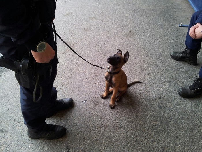 Najnoviji mali pripadnik policijske postrojbe