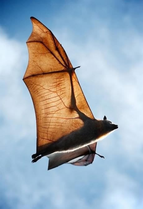 Šišmiševo krilo do u detalje