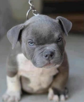 Naći ću te i liznut ću te da ćeš se rastopit!