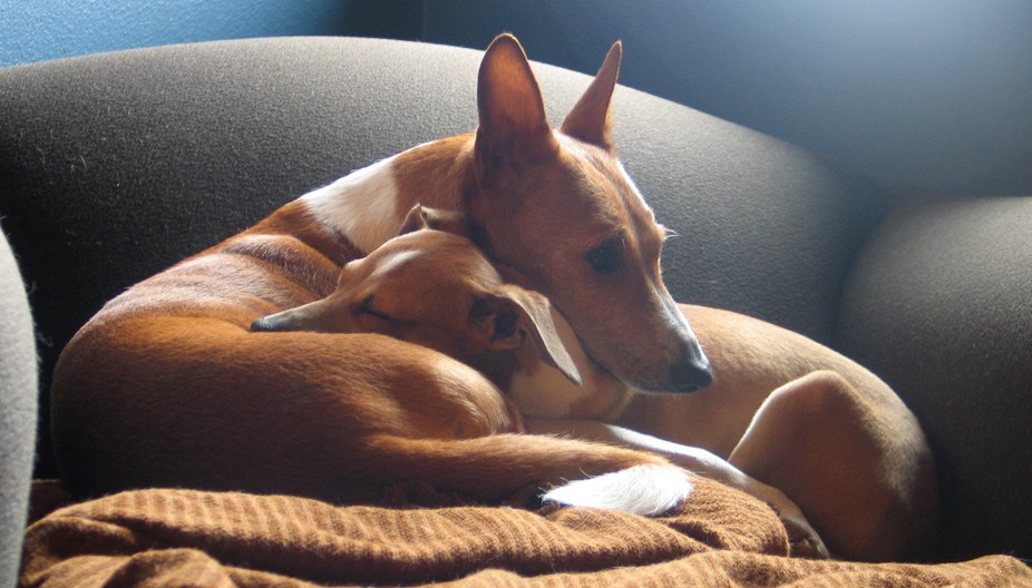 Stari pas dobio malog štenca i jako ga zavolio