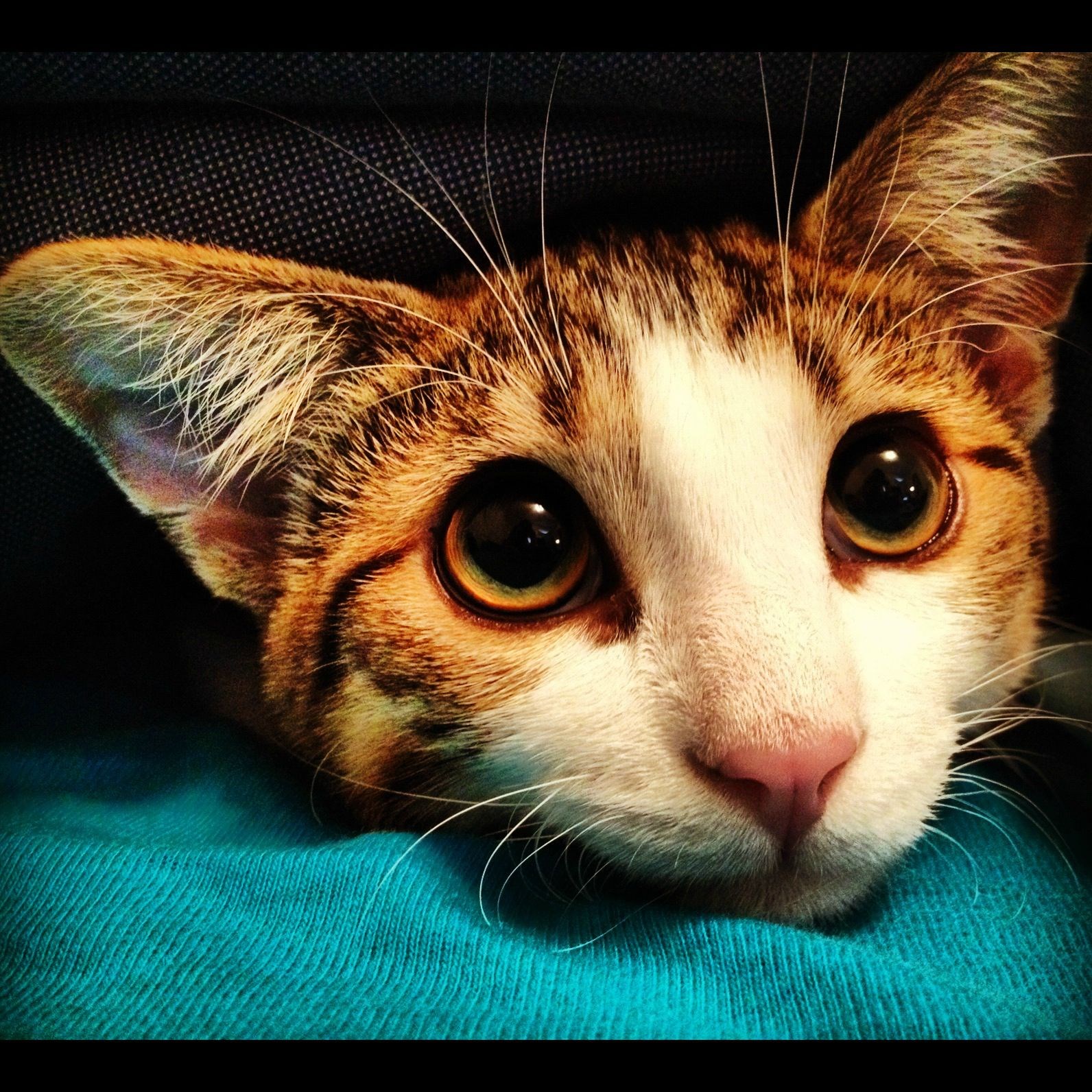 Igrati? Igrati sa mnom?