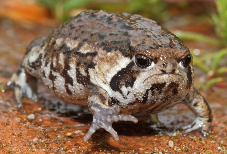 Žaba harambaša nije sretna tvojim životnim odlukama