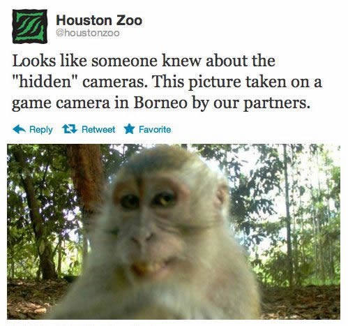 Majmun skužio kameru, odradio shooting