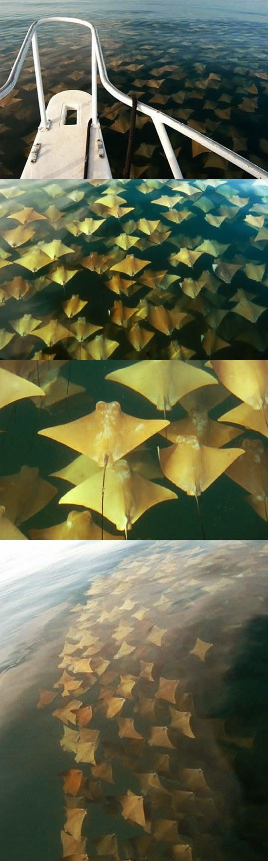 Raže u Meksiku krenule na ferragosto